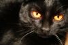Are Black Cats Really Unlucky?