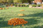 stacks of small pumpkins