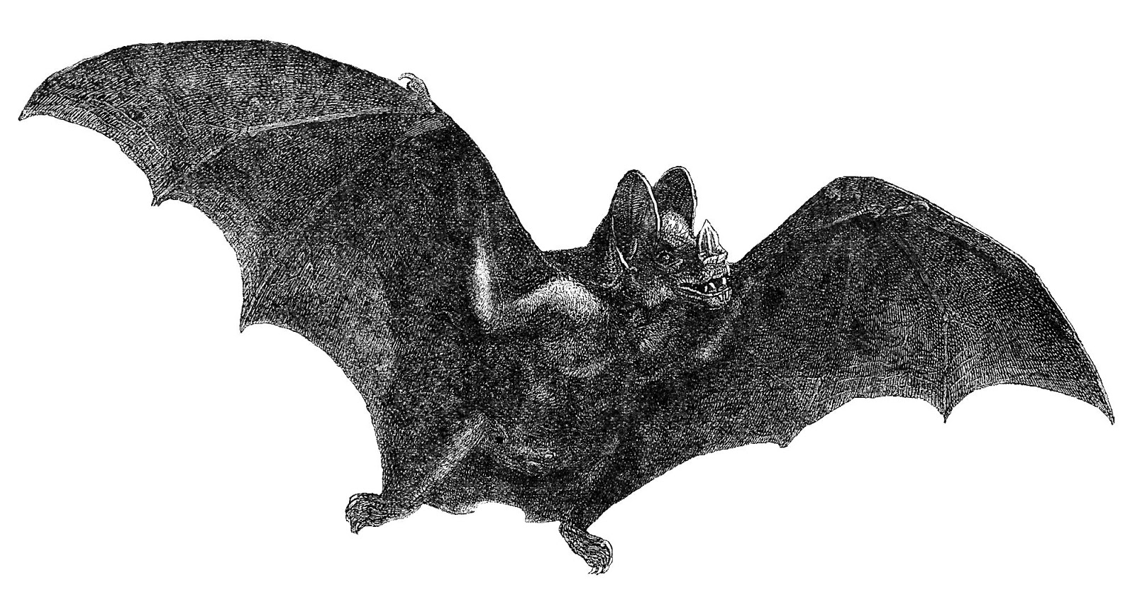 Vampire Bats Are Interesting Creatures.
